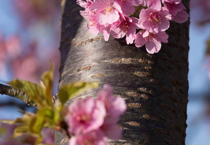 201303110836-DSC03450.jpg