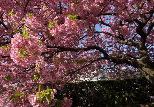 201303110849-DSC03466.jpg