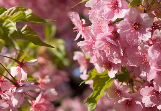 201303110850-DSC03471.jpg