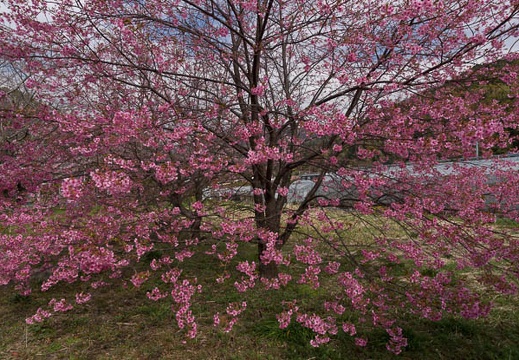 201303110940-DSC03503.jpg