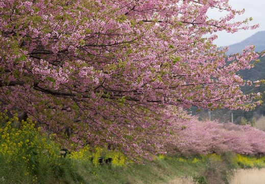 201303111033-DSC03614.jpg