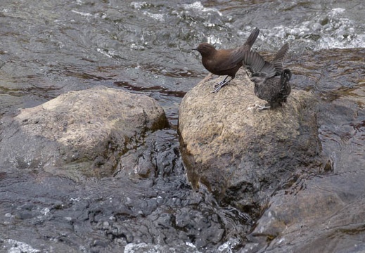 201303111139-DSC03720.jpg
