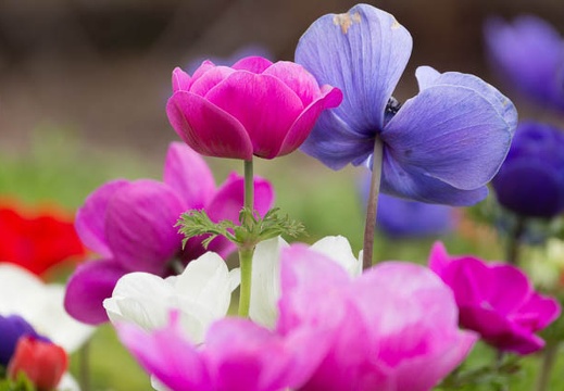 201303111155-DSC03748.jpg
