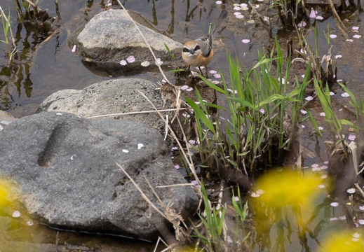 201303111157-DSC03765.jpg