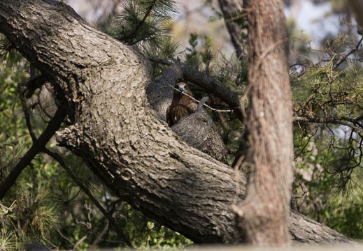 201303111409-DSC03787.jpg