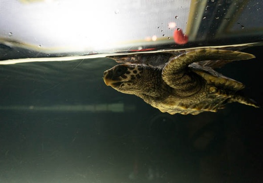 201303111548-DSC02967N.jpg