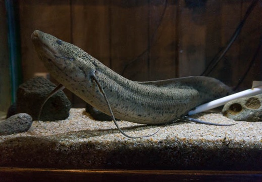 201303111556-DSC02977N.jpg