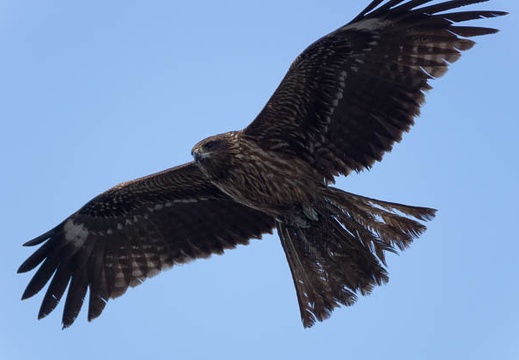 201303111637-DSC04010.jpg
