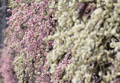 201303121137-DSC04059.jpg