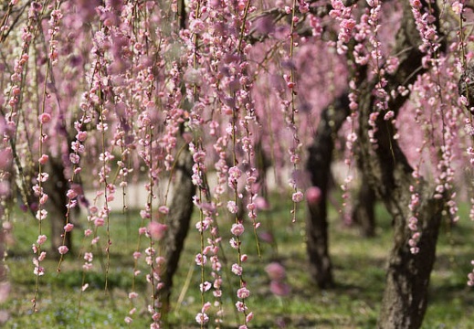 201303121145-DSC04069.jpg