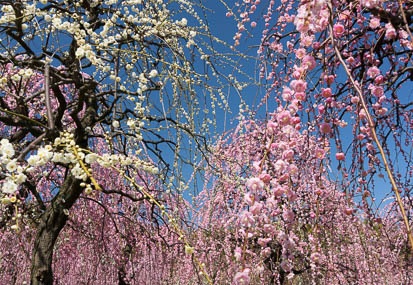201303121148-DSC03027N.jpg