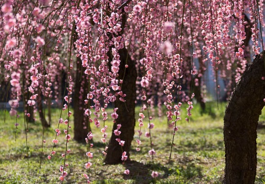 201303121152-DSC04078.jpg