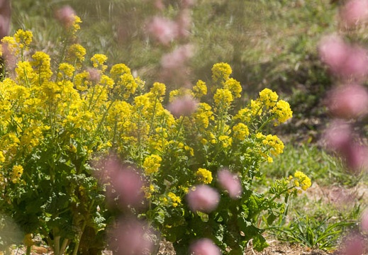 201303121206-DSC04122.jpg