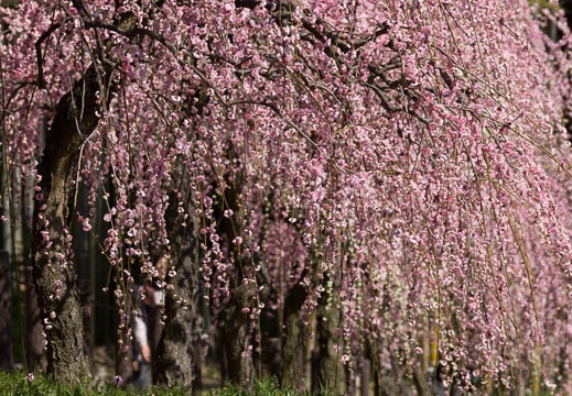 201303121219-DSC04139.jpg