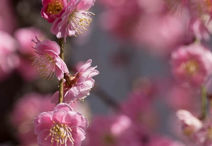 201303121231-DSC04159.jpg