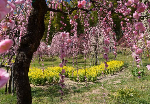201303121235-DSC03077N.jpg
