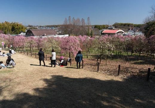 201303121242-DSC03090N.jpg
