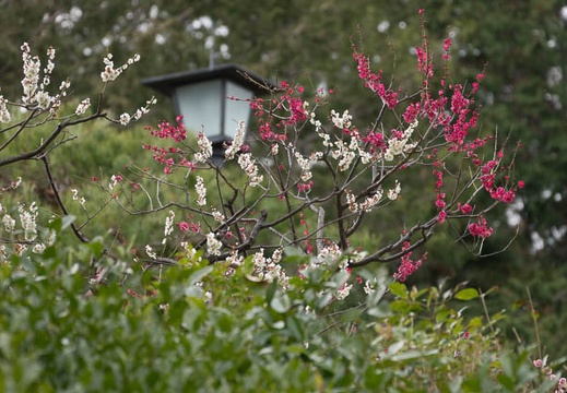 201303131246-DSC04461.jpg