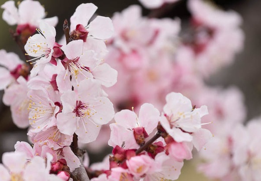 201303131250-DSC04472.jpg