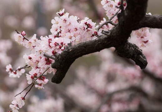 201303131251-DSC04475.jpg