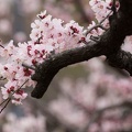 201303131251-DSC04475.jpg