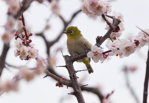 201303131254-DSC04480.jpg