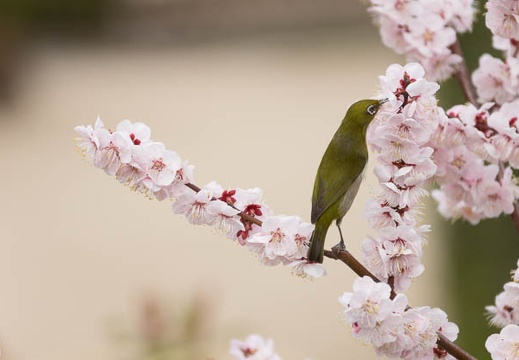 201303131258-DSC04517.jpg