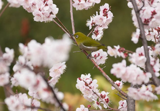 201303131259-DSC04528.jpg