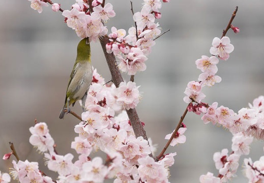 201303131259-DSC04537.jpg
