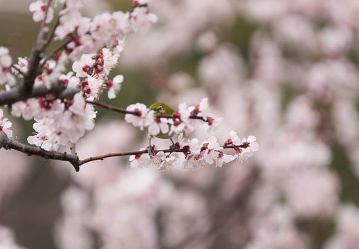 201303131300-DSC04544.jpg