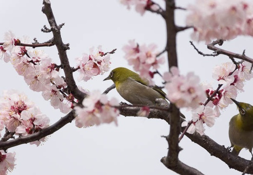 201303131300-DSC04548.jpg