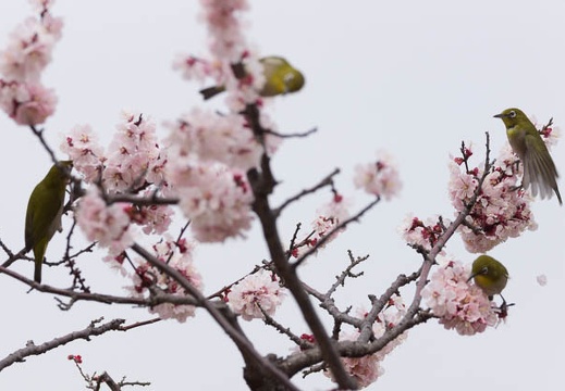 201303131301-DSC04564.jpg