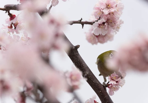 201303131302-DSC04569.jpg