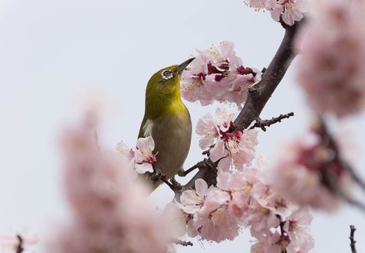 201303131303-DSC04572.jpg