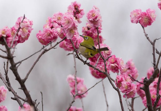 201303131303-DSC04574.jpg
