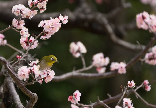 201303131305-DSC04603.jpg
