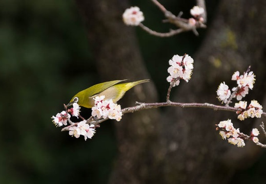 201303131307-DSC04625.jpg