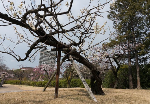 201303131310-DSC03280N.jpg