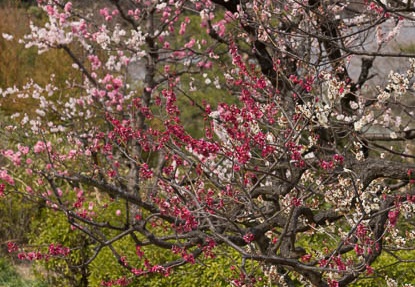 201303131311-DSC04636.jpg