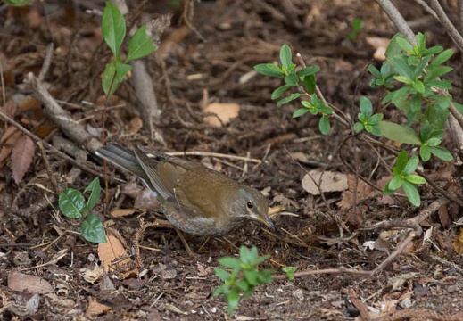 201303131321-DSC04662.jpg