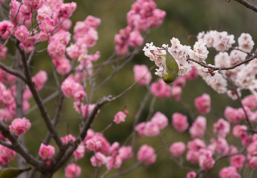 201303131323-DSC04673.jpg