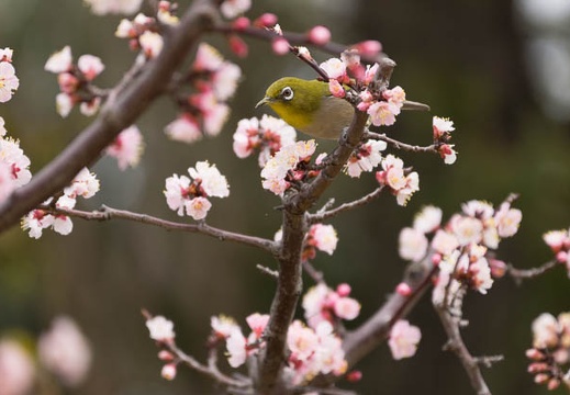 201303131327-DSC04703.jpg