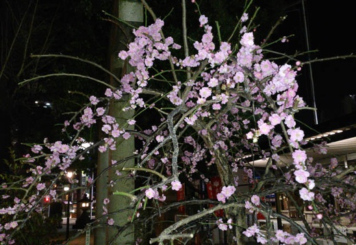 20130314202620-SO-04D.jpg