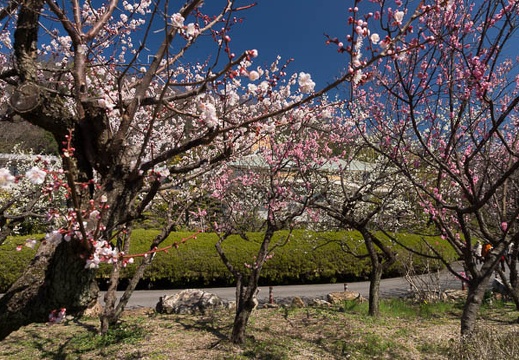 201303151101-DSC04798.jpg