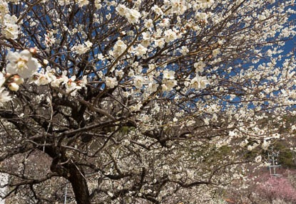 201303151112-DSC04834.jpg