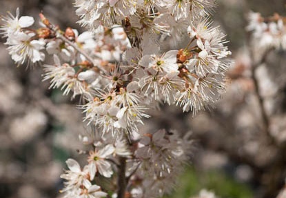 201303151114-DSC04844.jpg