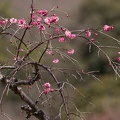 201303151137-DSC04876.jpg