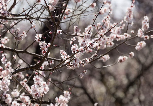 201303151156-DSC04907.jpg