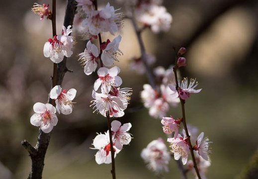 201303151157-DSC04912.jpg