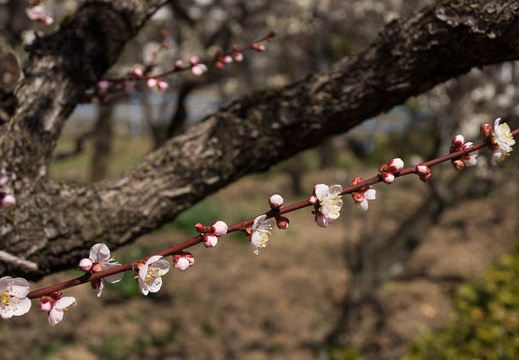 201303151214-DSC04958.jpg